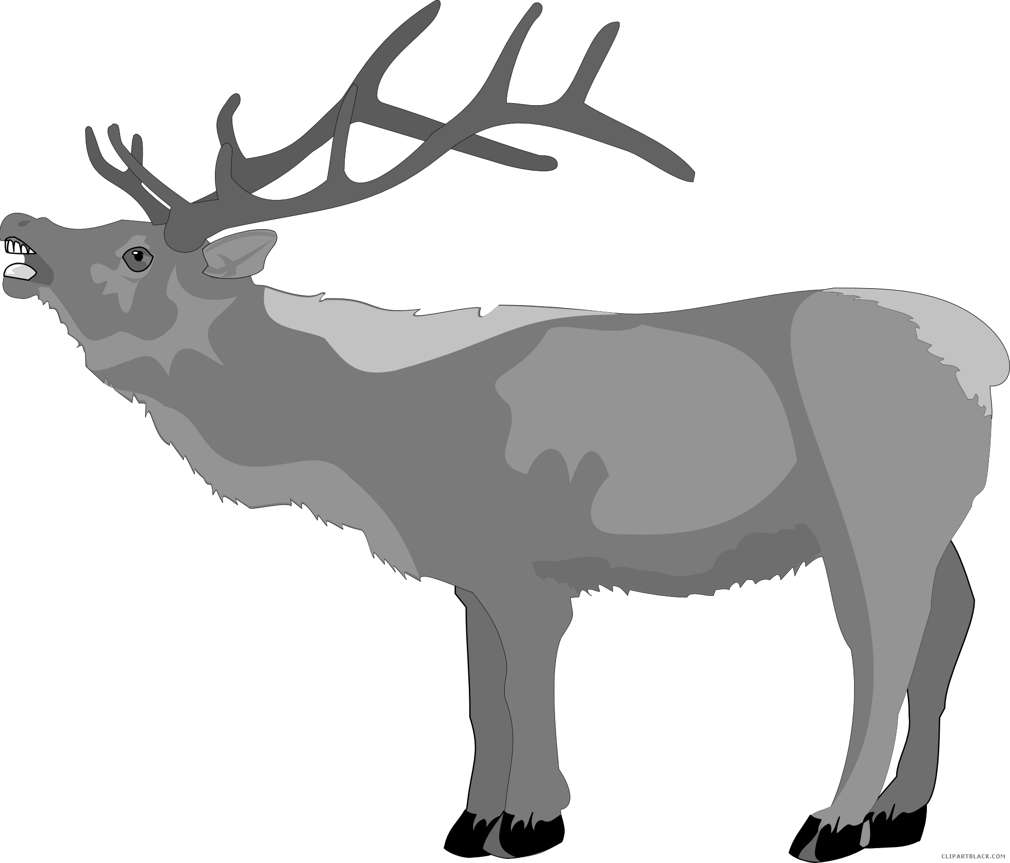 A Grey And White Moose With Antlers