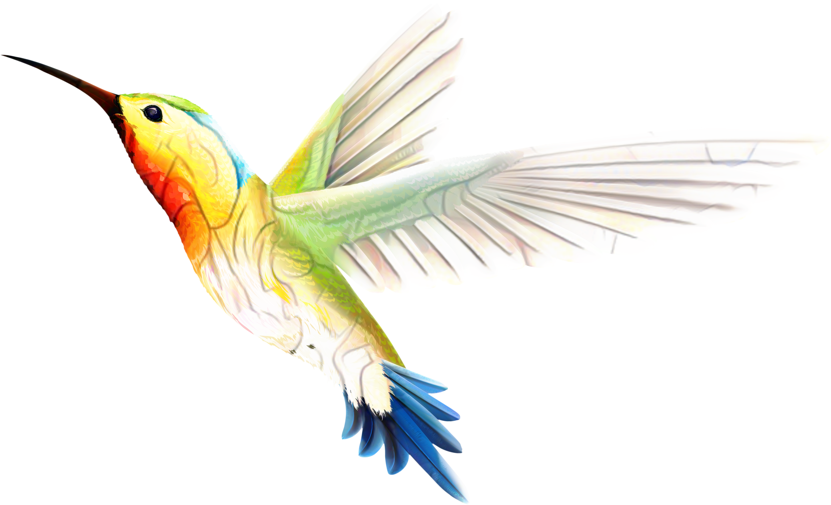A Colorful Bird Flying In The Sky