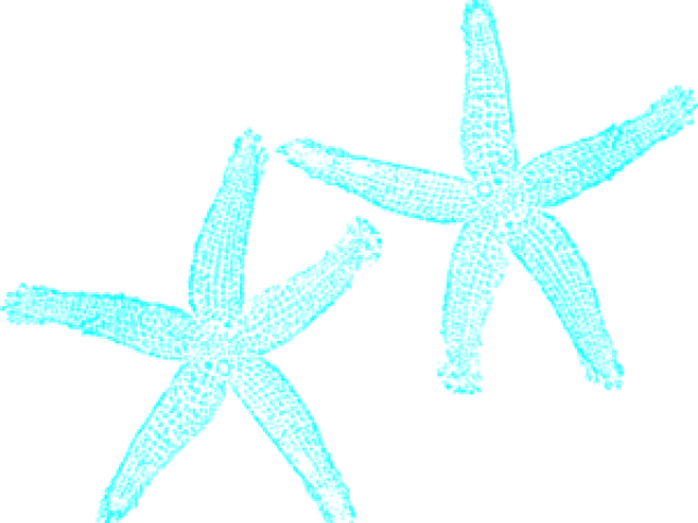 A Group Of Blue Starfish