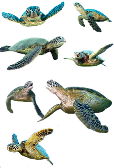 A Group Of Sea Turtles