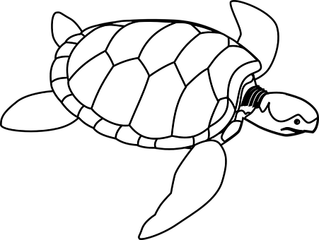 A White Outline Of A Turtle