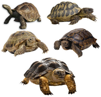 A Group Of Tortoises On A Black Background