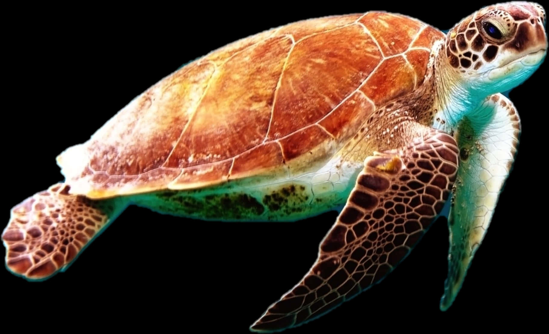 A Sea Turtle Swimming In The Water