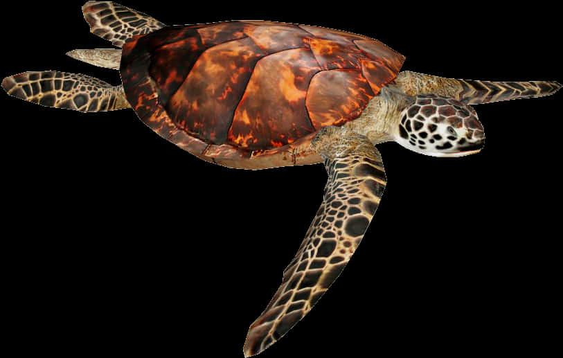 A Sea Turtle With A Black Background