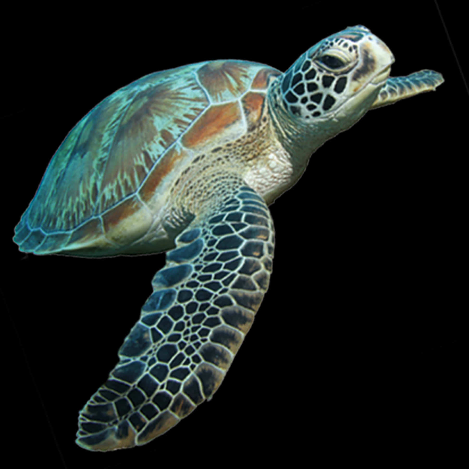 A Sea Turtle With Its Back Extended