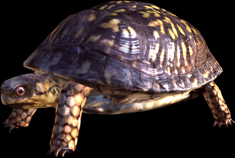 A Turtle With A Shell