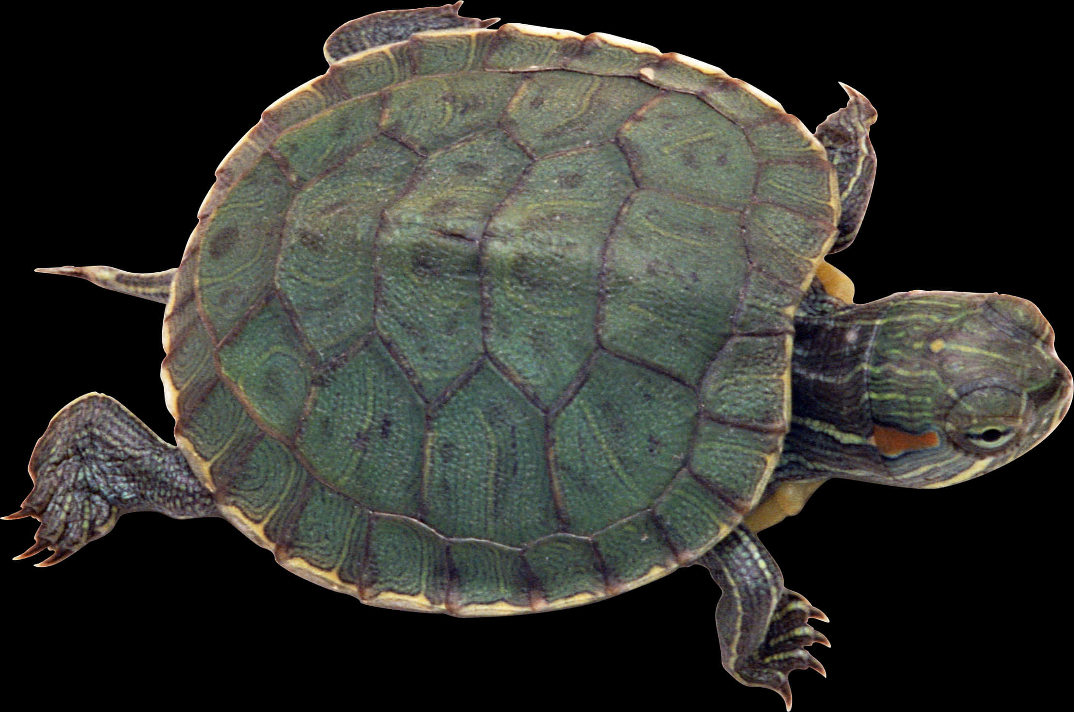 A Turtle With Its Shell On Its Back