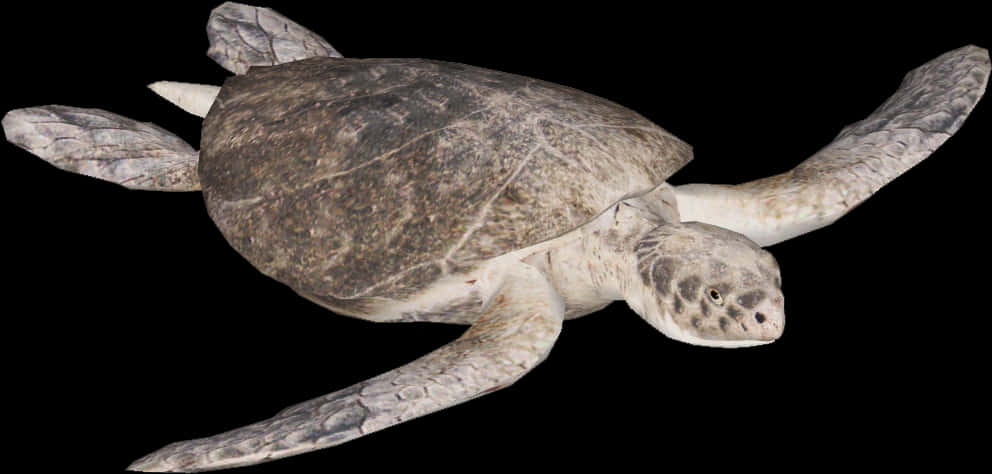 A Sea Turtle On A Black Background