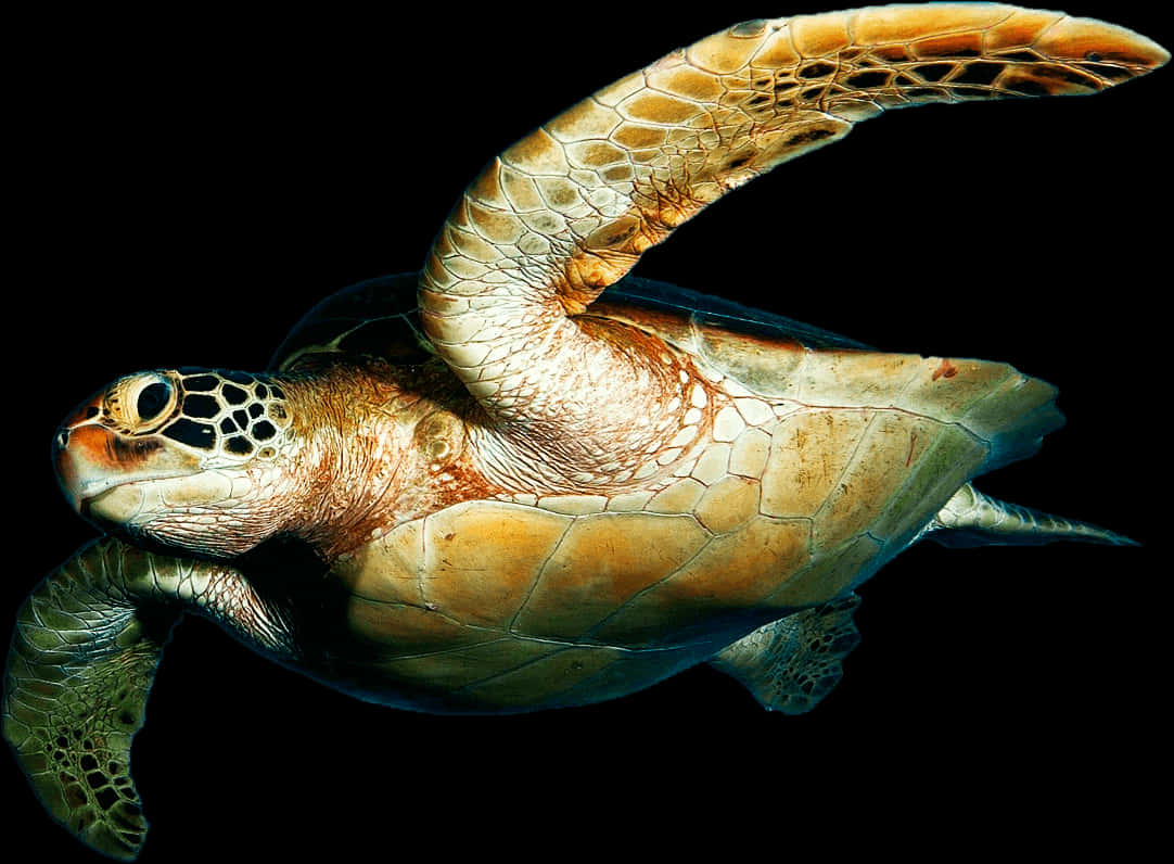 A Sea Turtle Swimming In The Water