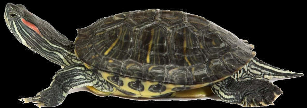 A Close-up Of A Turtle