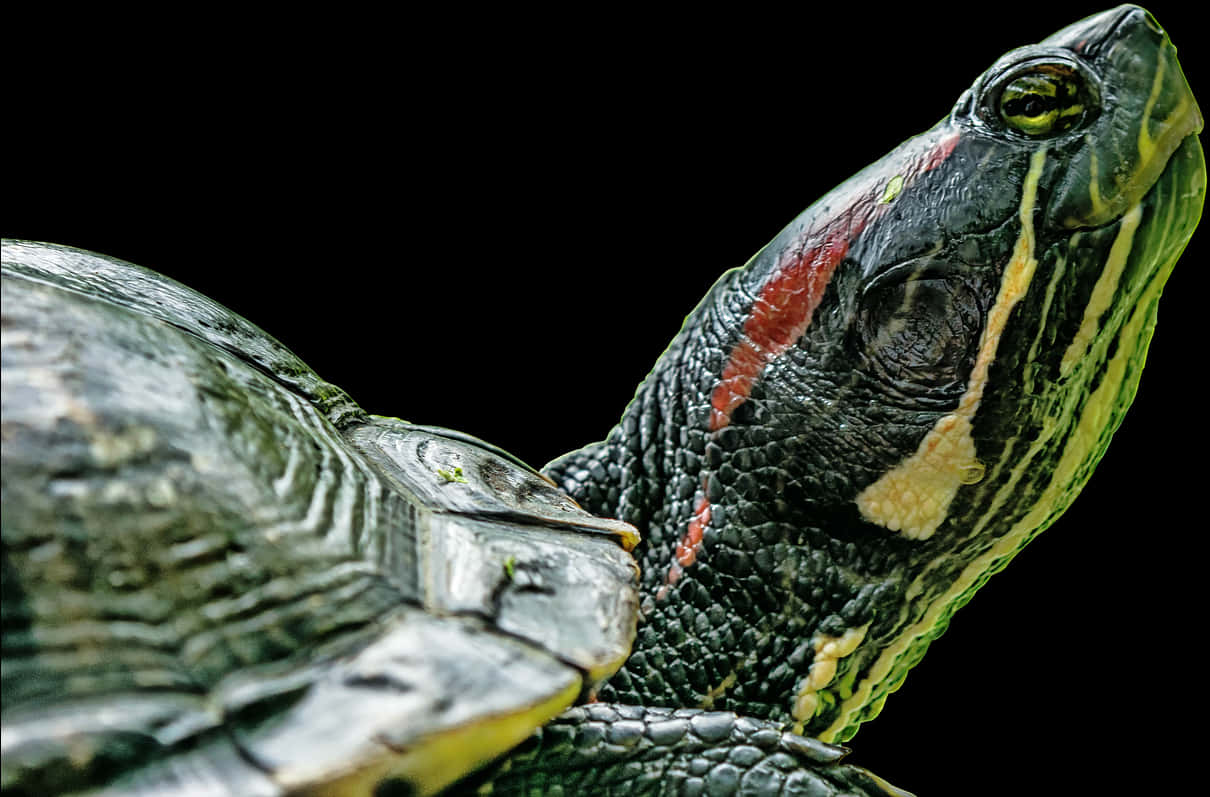 A Close Up Of A Turtle