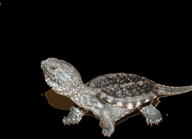 A Turtle On A Black Background