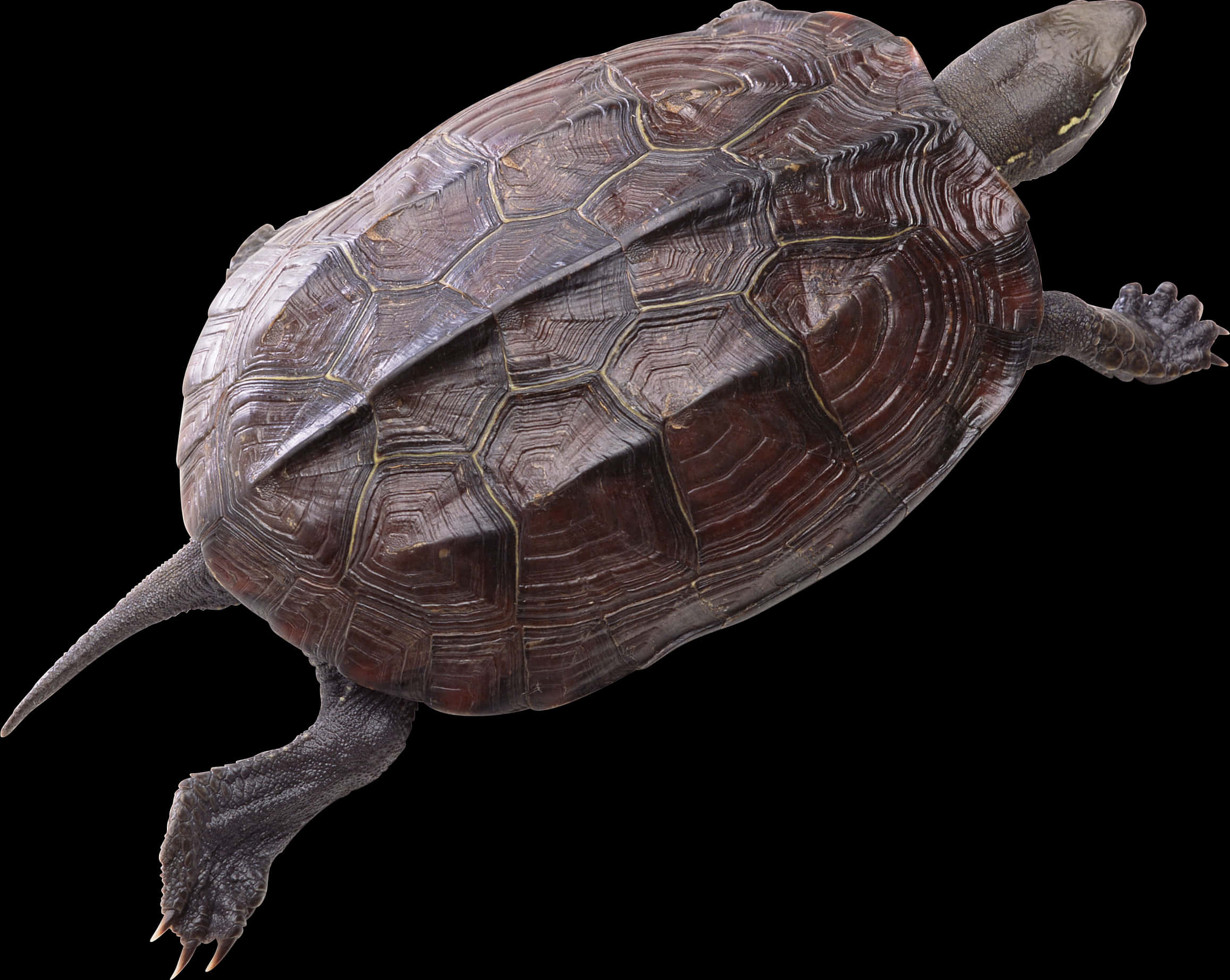 A Turtle On A Black Background