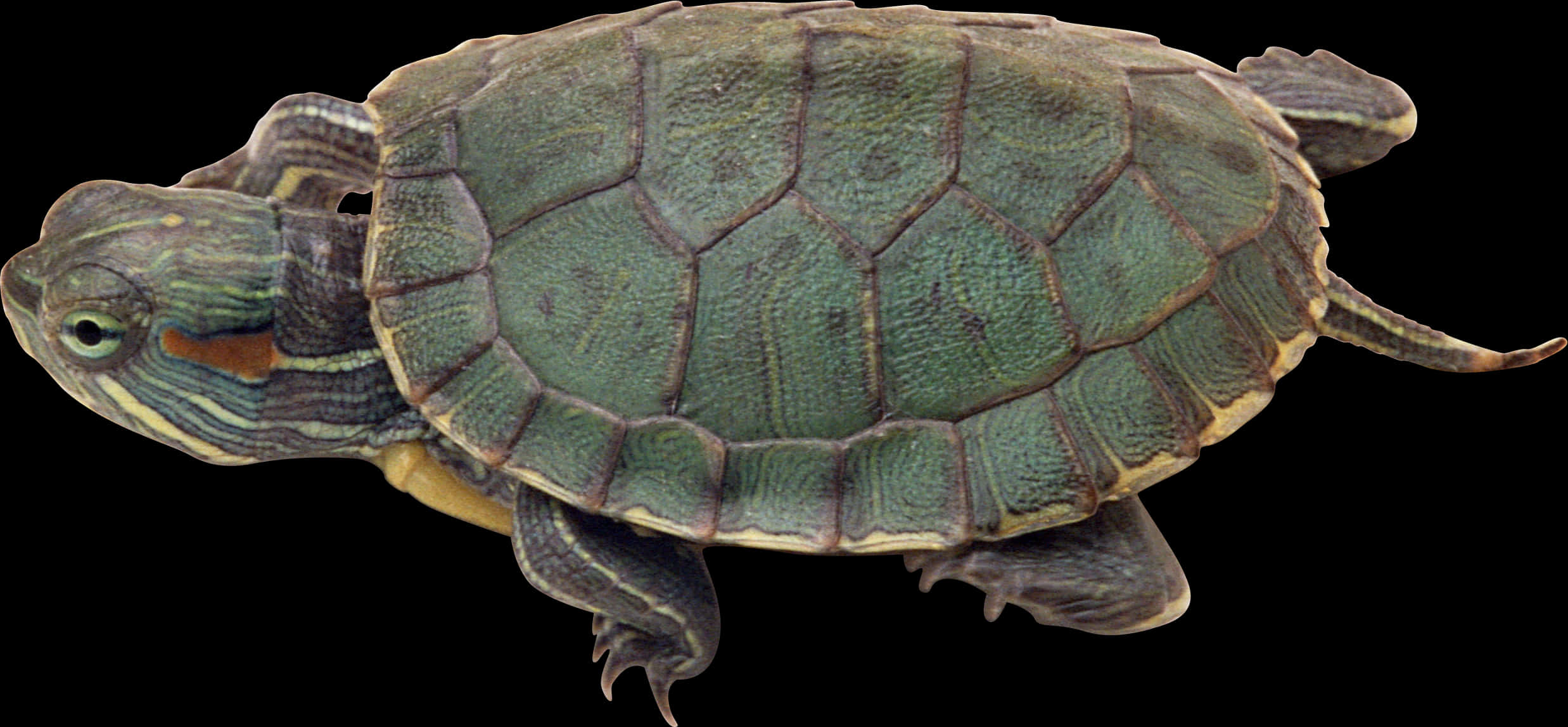 A Close-up Of A Turtle