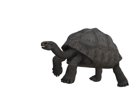 Giant Turtle 3d