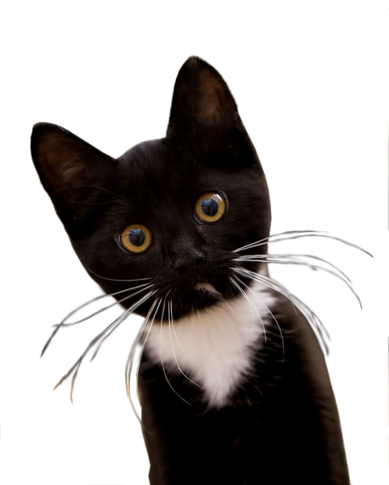 Tuxedo Black And White Kittens, Hd Png Download