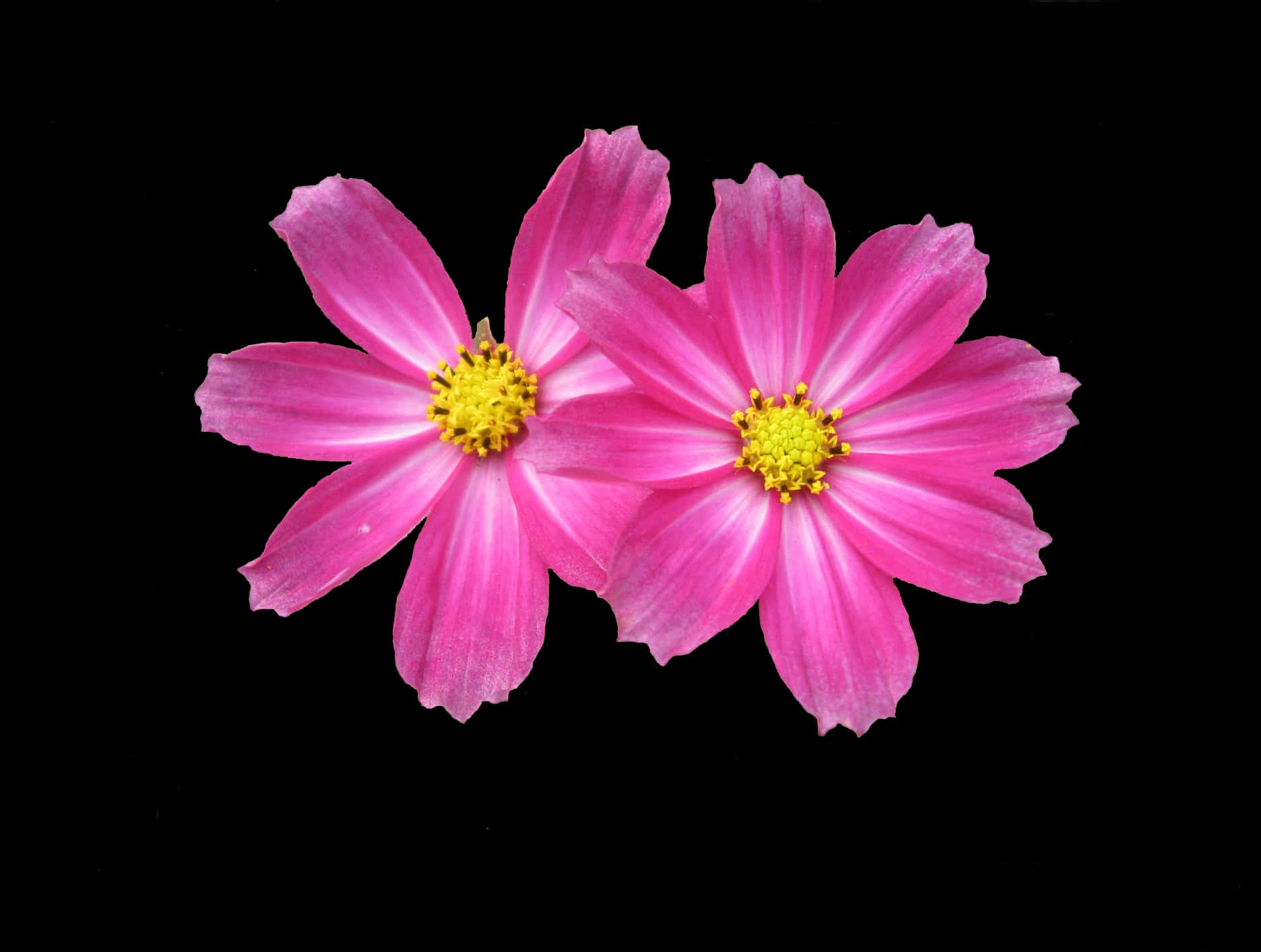 Two Pink Flower