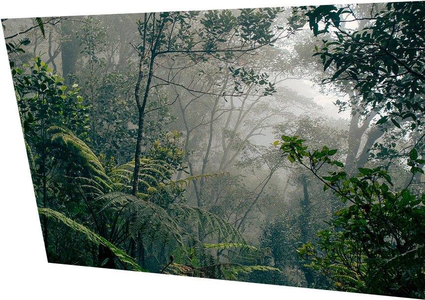 A Foggy Forest With Trees And Ferns