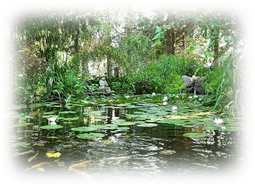 A Pond With Lily Pads And Plants