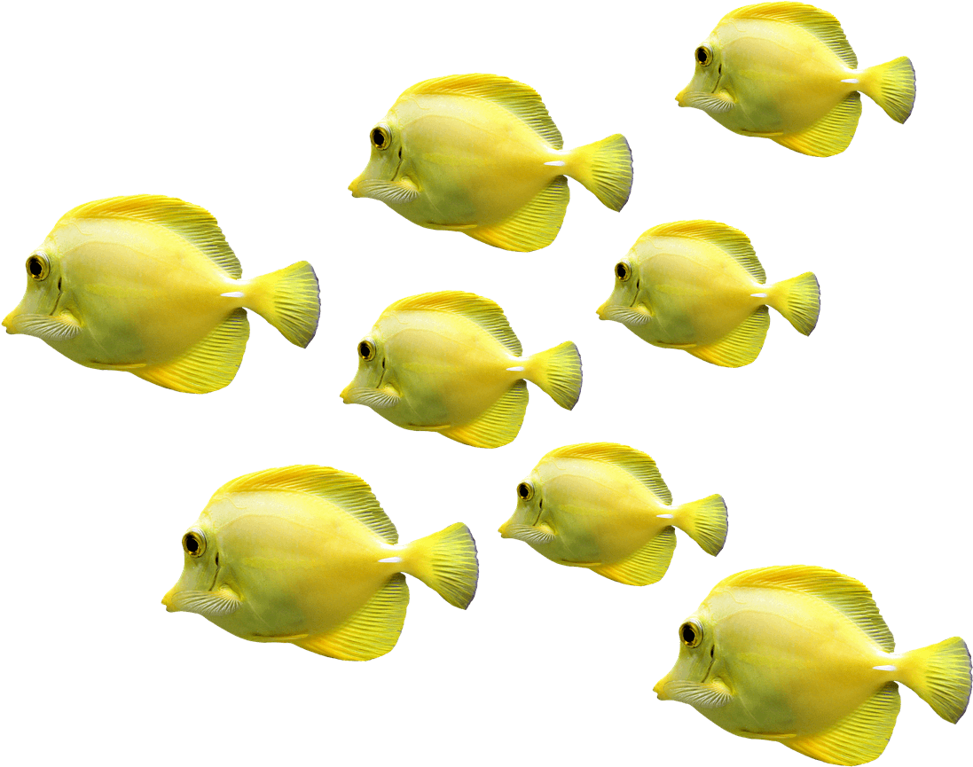 A Group Of Yellow Fish