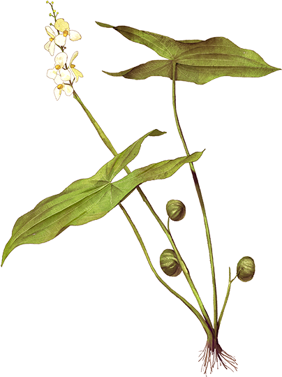 A Plant With Leaves And Flowers