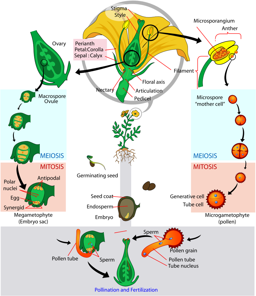 A Diagram Of A Plant Life Cycle