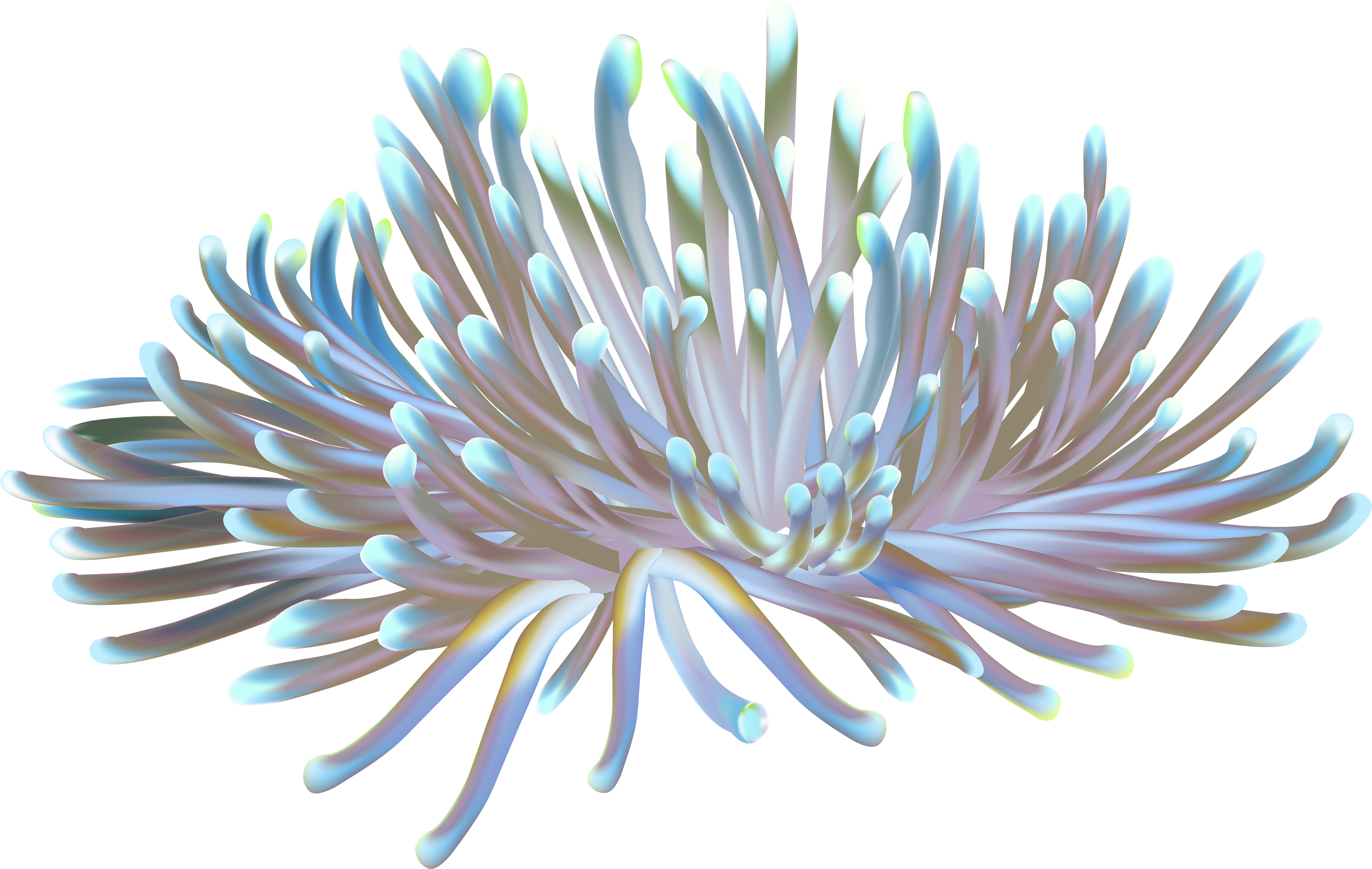 A Close Up Of A Sea Anemone