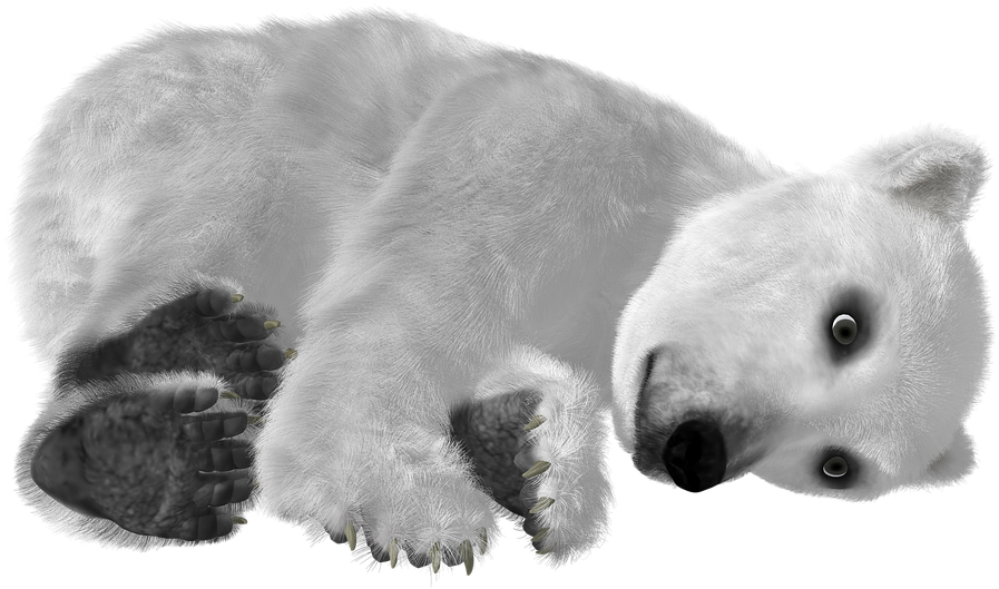 A Polar Bear Sleeping On Its Back