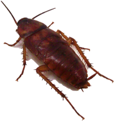 Utah Cockroach, Hd Png Download