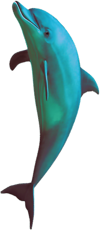 A Dolphin With A Black Background