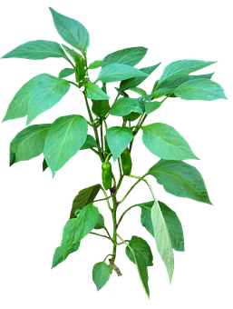 A Green Plant With Green Leaves