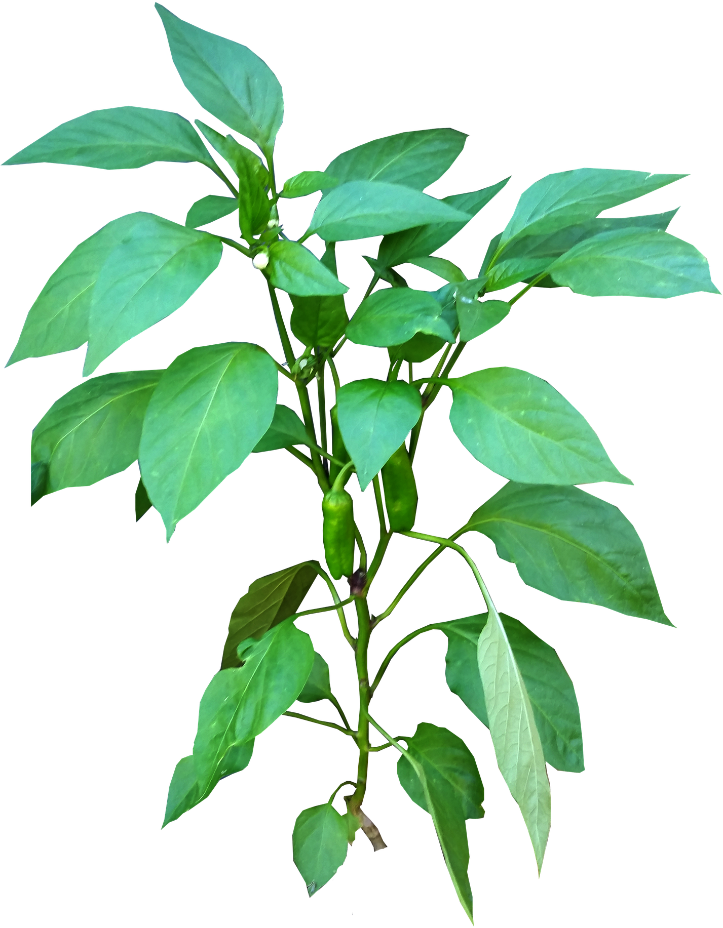 A Green Plant With Green Leaves