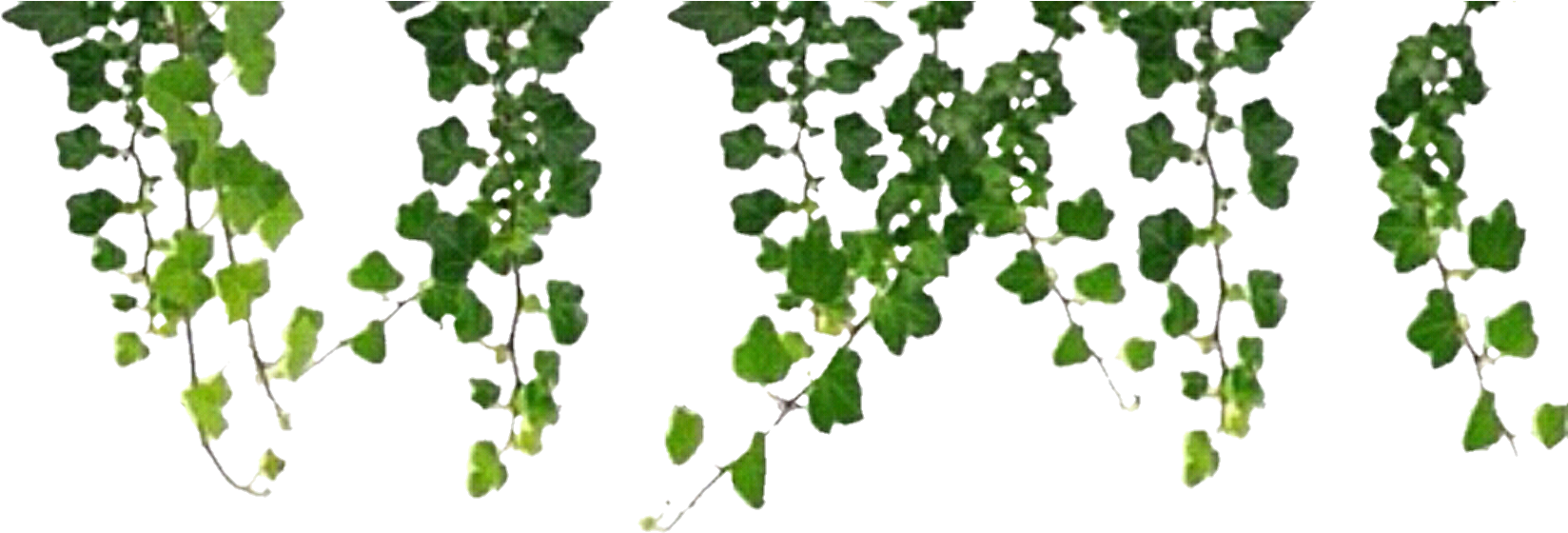 A Green Leafy Pattern On A Black Background
