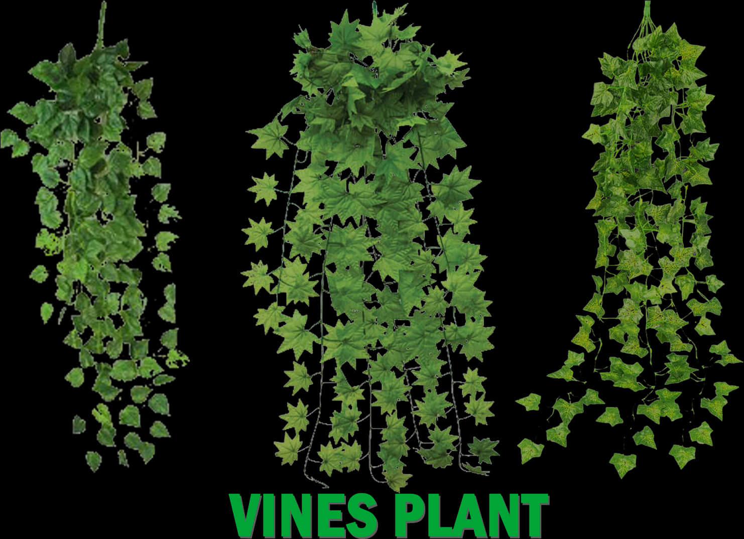 Vines Png