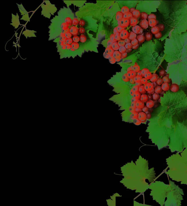 A Bunch Of Red Berries On A Vine