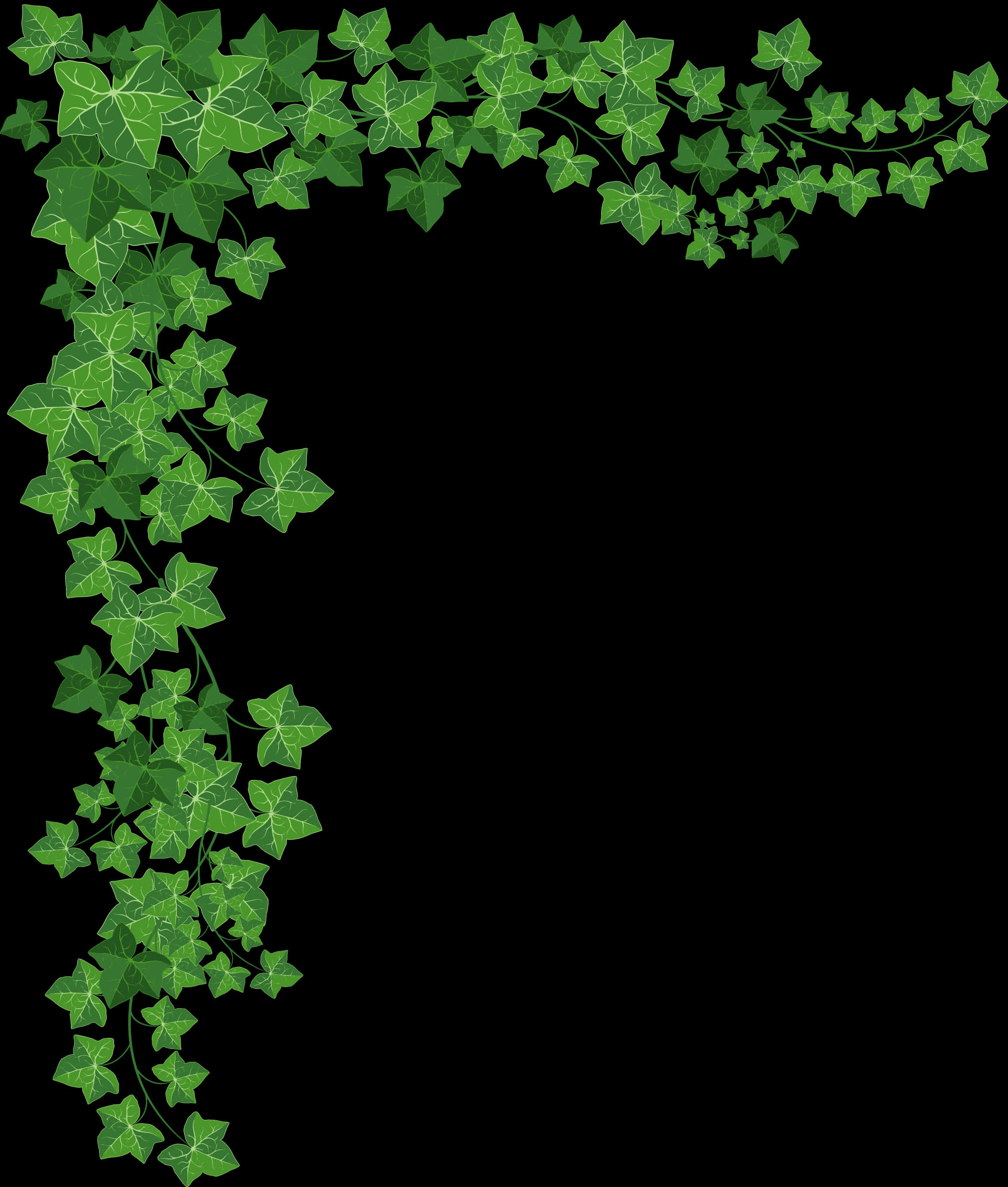 A Green Ivy On A Black Background
