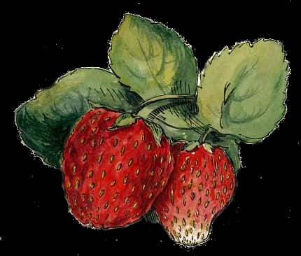 A Close Up Of A Strawberry