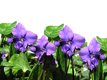 Purple Flowers With Green Leaves