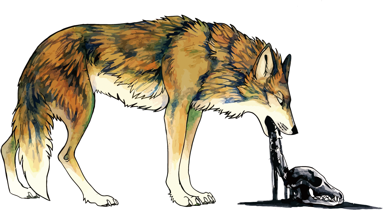 A Wolf Drinking From A Water Fountain