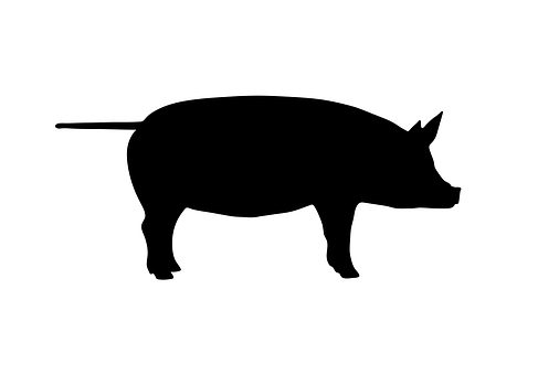 A Silhouette Of A Pig