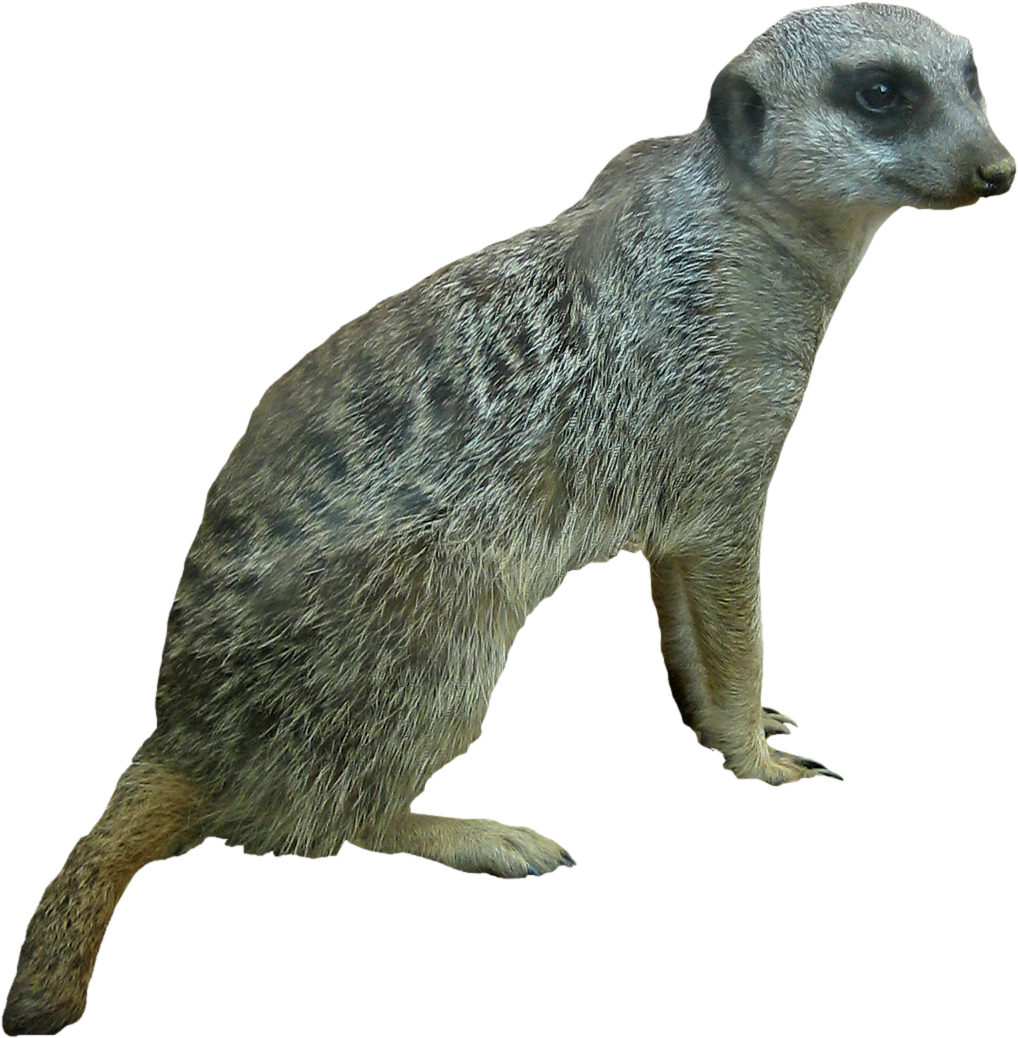 A Meerkat Standing On Its Hind Legs
