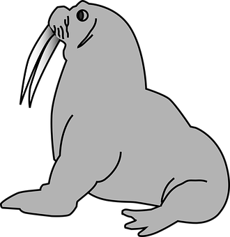 A Grey Walrus With Long White Tusks