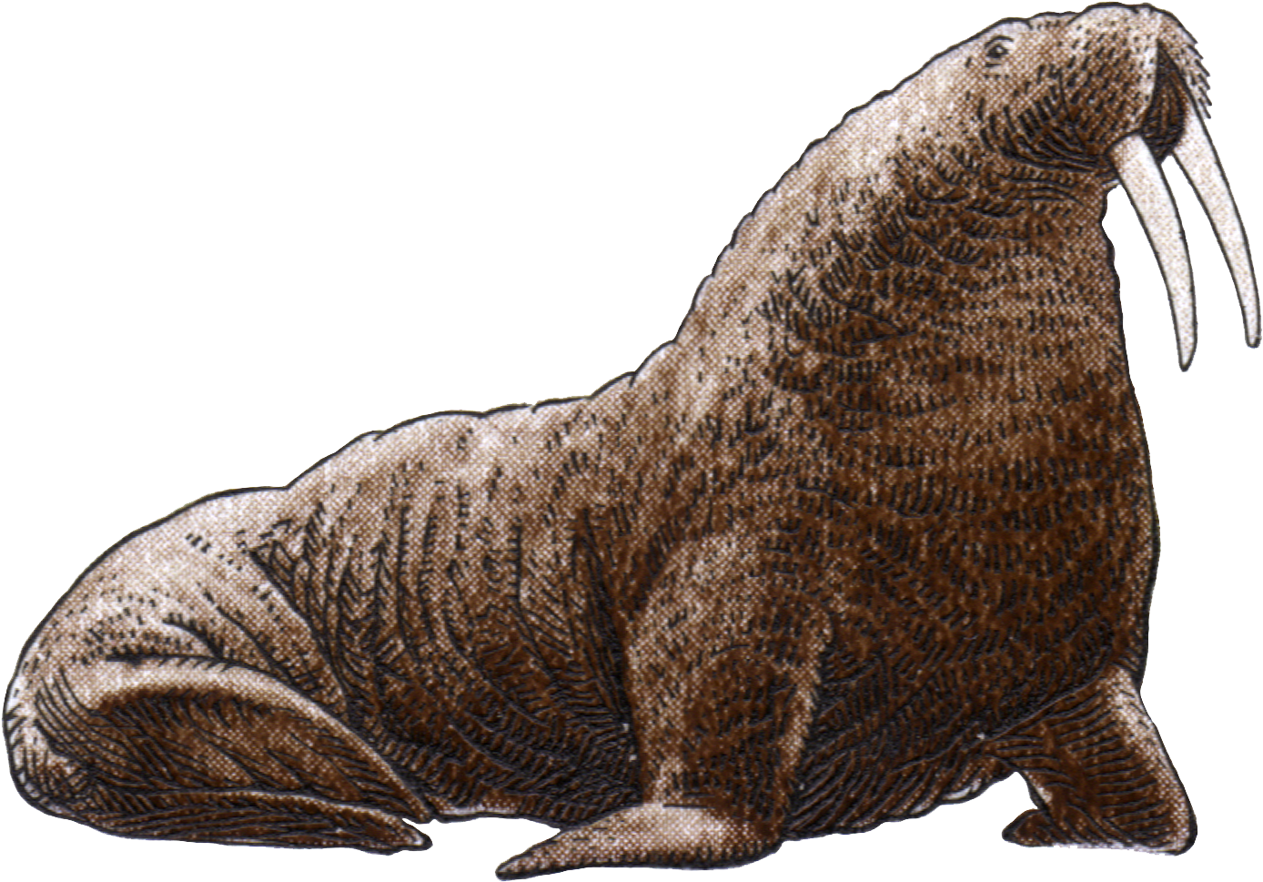 A Brown Sea Lion With A Black Background