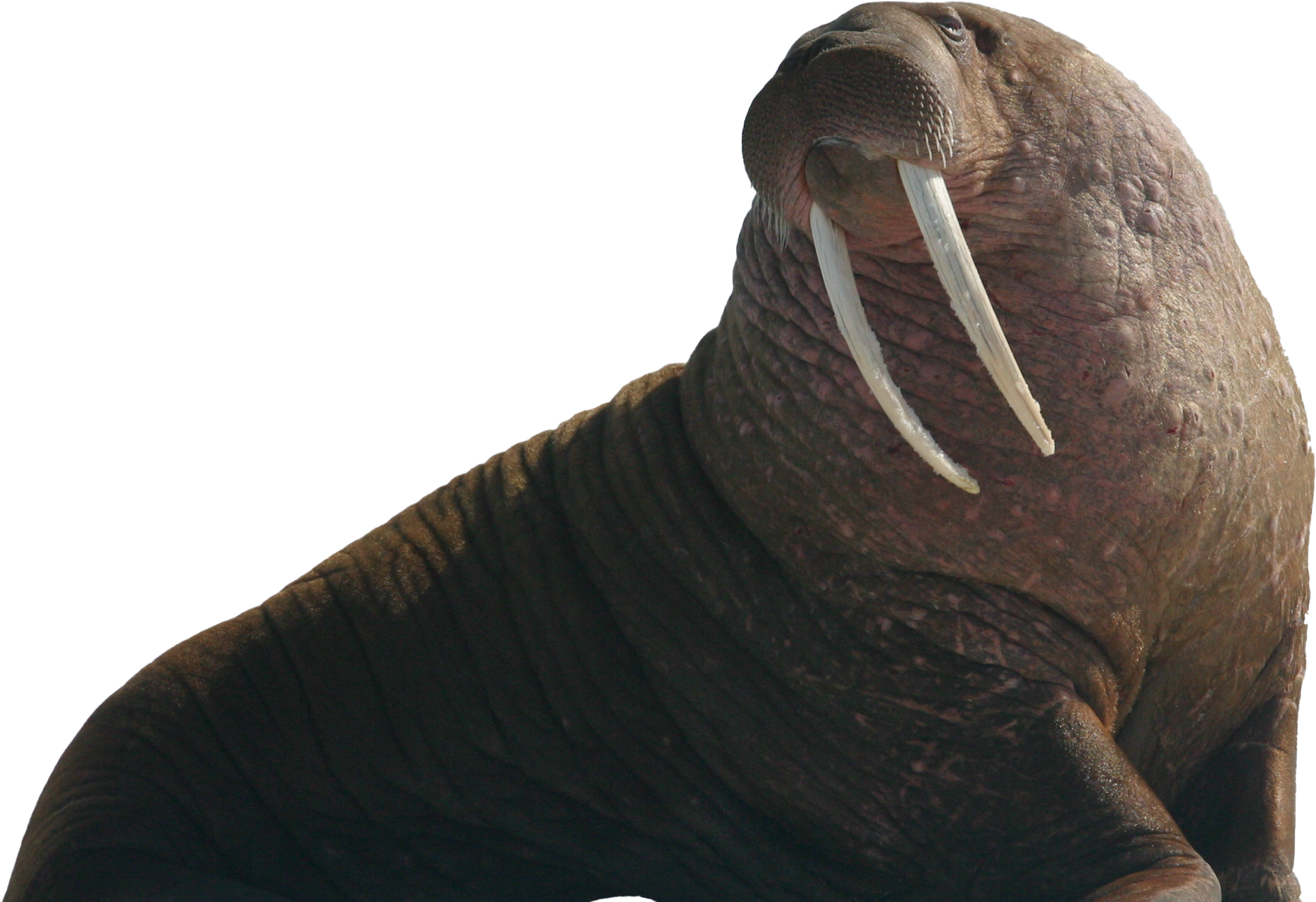 A Walrus With White Tusks