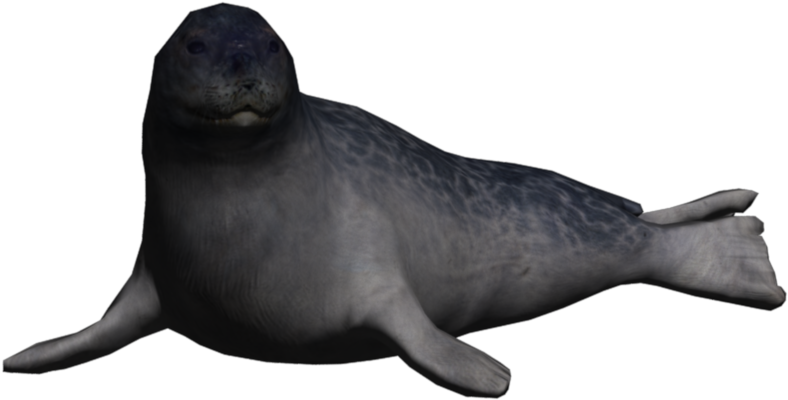 A Grey Seal Lying Down