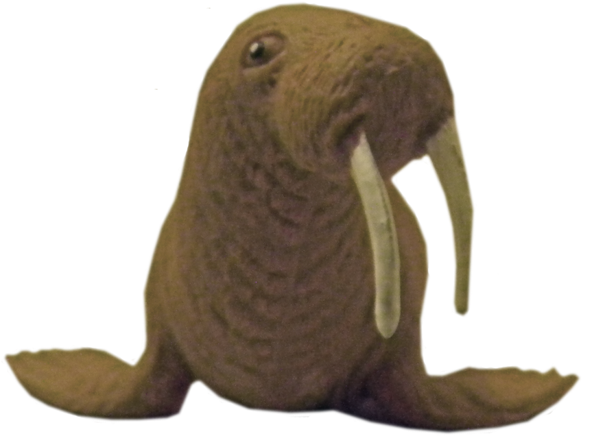 A Close Up Of A Walrus