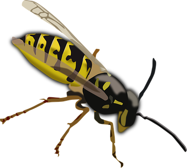 A Yellow And Black Wasp