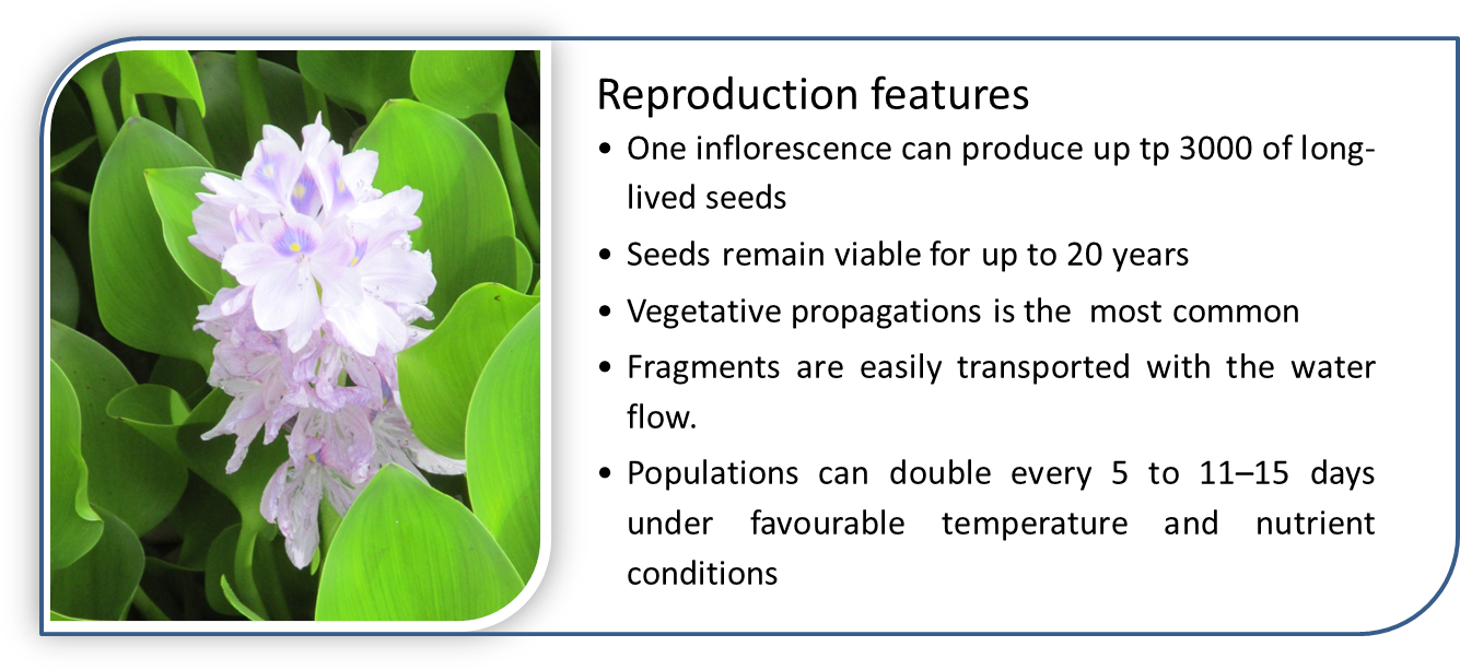 Water Hyacinth Has Special Characteristics That Give, Hd Png Download
