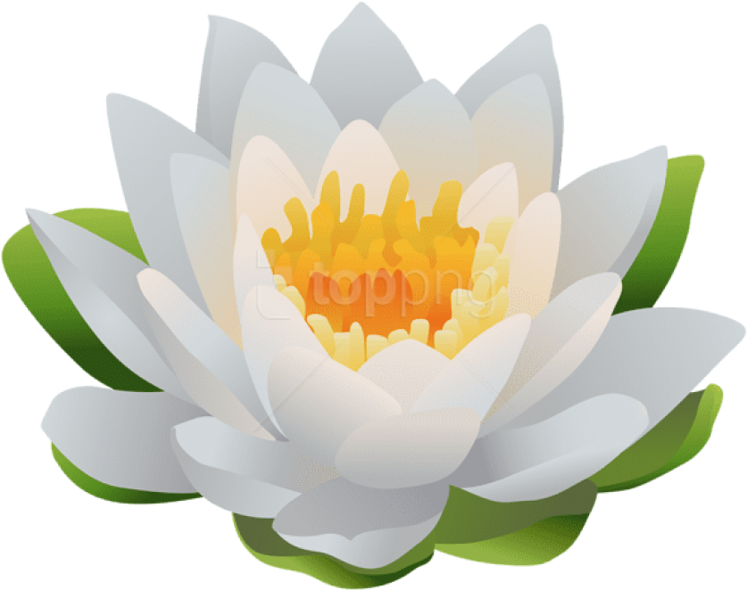 Water Lily Png Clip Art Image - Sacred Lotus, Transparent Png