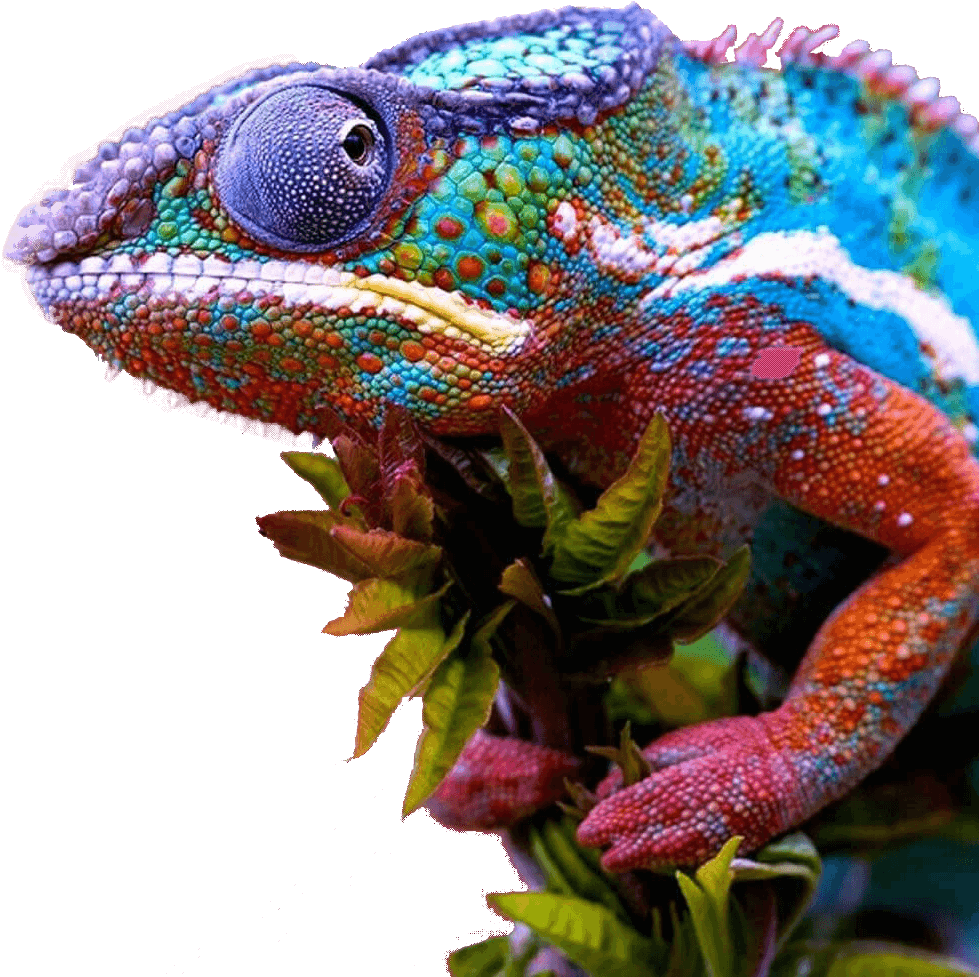 A Colorful Lizard On A Plant